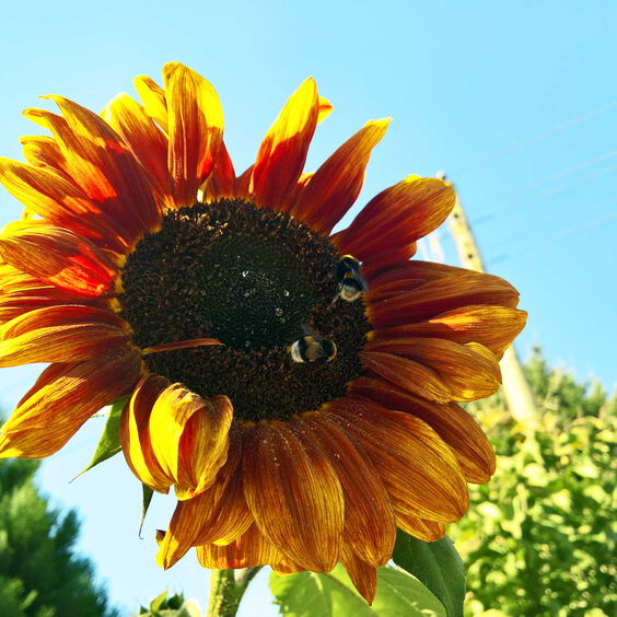 CONTAO_NATURE_THEME_Hummel-auf-Sonnenblume