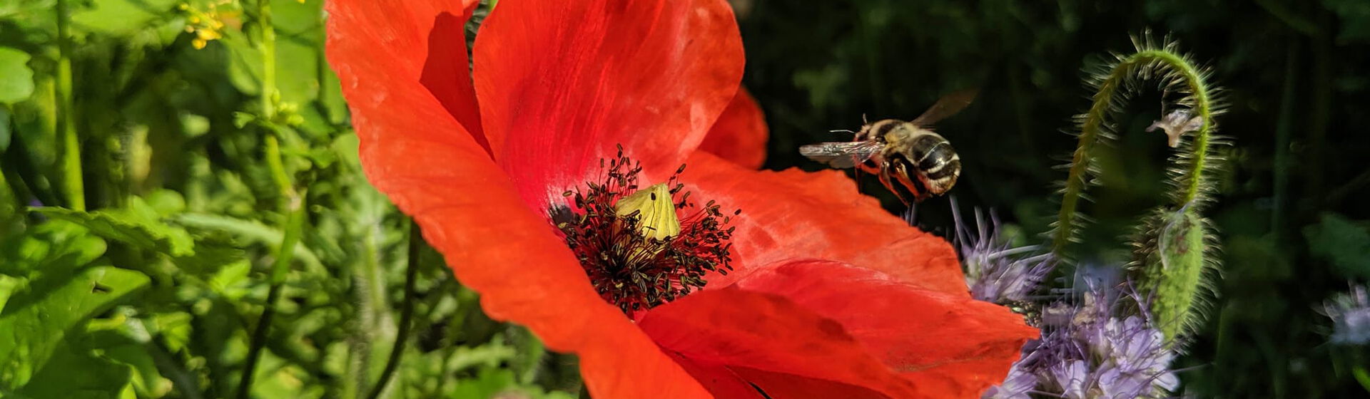 CONTAO_NATURE_THEME_Biene_an_Mohn